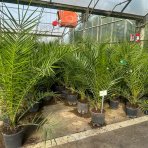 Datľovník kanársky (Phoenix canariensis) - výška 120-140 cm, kont. C10L (-6°C)
